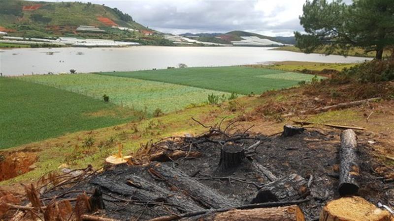 Rừng thông ở khu vực thượng nguồn hồ Đan Kia bị cưa hạ, đốt cháy để lấy đất sản xuất. Ảnh: ĐOÀN KIÊN