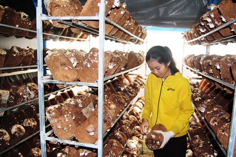 Mô hình trồng nấm hương trong nhà kính giúp người đồng bào DTTS tại huyện Lạc Dương thu chục triệu/tháng.