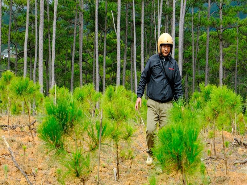 Trạm Quản lý, bảo vệ rừng Đạ Nhim trồng và chăm sóc rừng thông ba lá