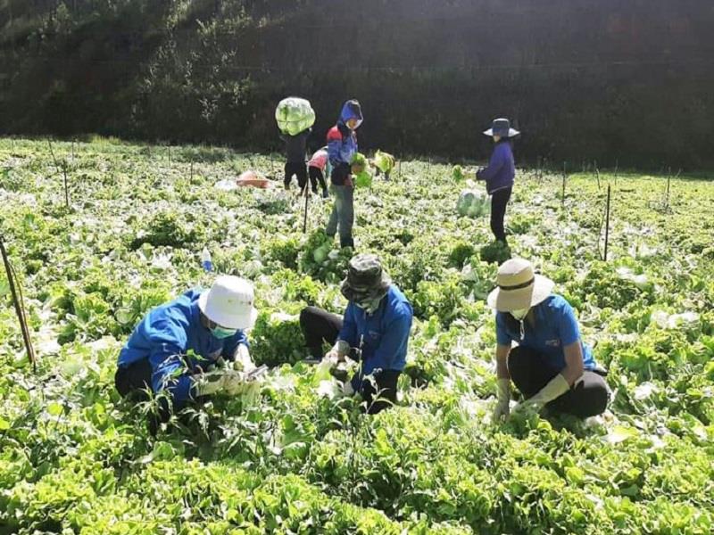 Đoàn viên, thanh niên và các đoàn thể huyện Lạc Dương thu gom rau ủng hộ các địa phương vùng dịch