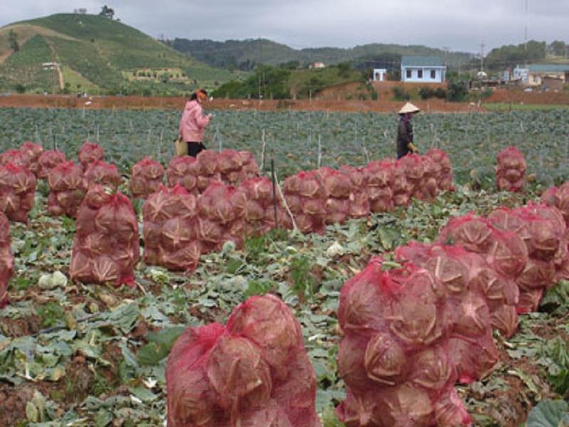 Người dân tích cực chuyển đổi cây trồng để phát triển kinh tế