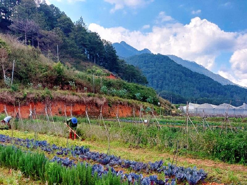 Nông trại Hiếu Linh dưới chân núi Lang Biang canh tác các loại nông sản theo hướng hữu cơ