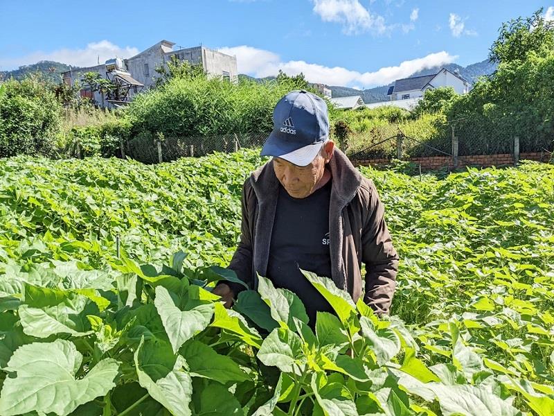 Tuổi cao, sức yếu không còn trực tiếp sản xuất, nhưng thương binh Tôn Tích Ba là niềm tự hào, nguồn động viên của con cháu