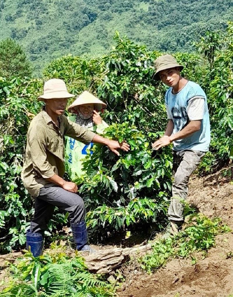 Người dân Đưng K’nớ chuyển đổi sang trồng giống cà phê năng suất cao