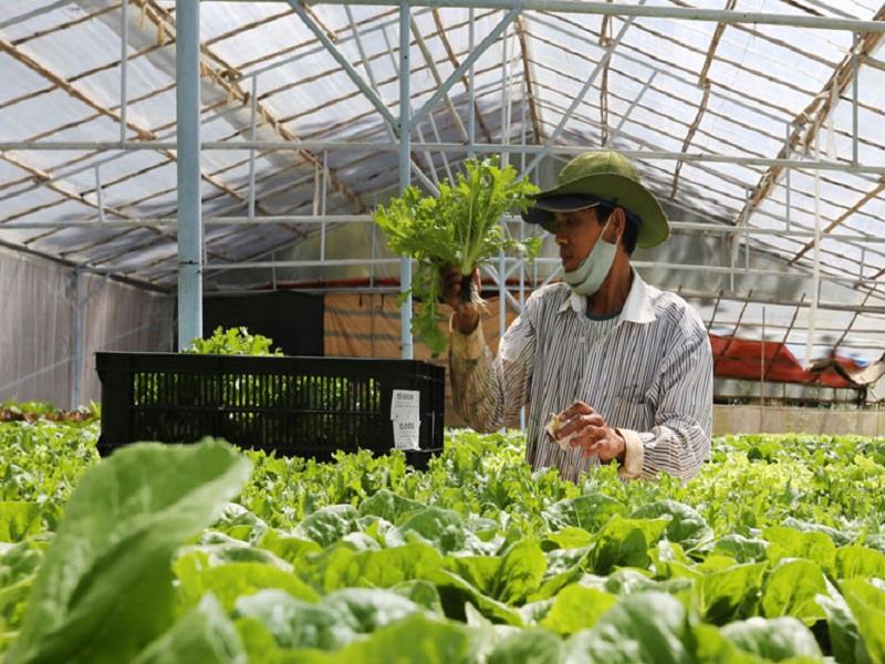 Nông nghiệp vẫn là ngành kinh tế mũi nhọn được xác định ở Lạc Dương