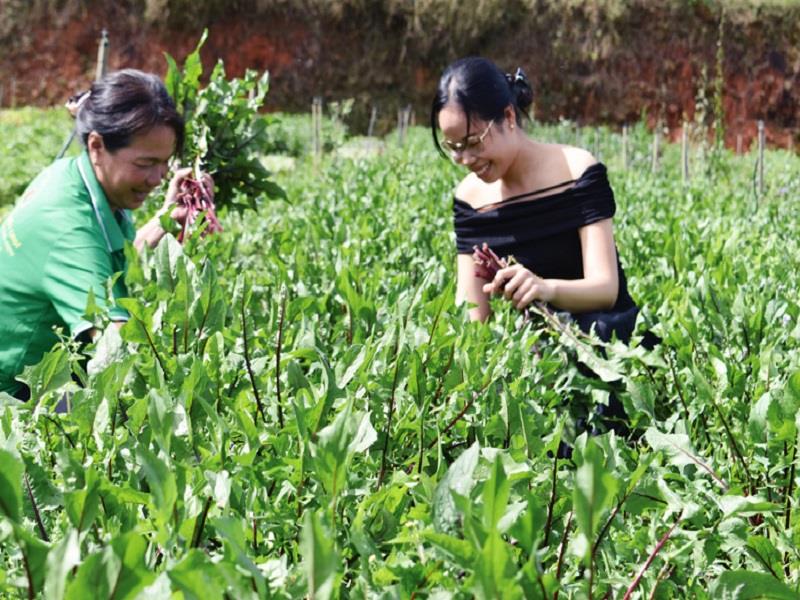 Trồng luân canh các loại rau hữu cơ ngoài trời tại Trang trại Khát vọng xanh ở Lạc Dương