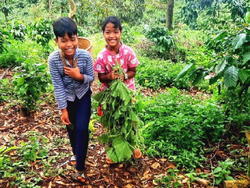 Hai em nhỏ xã Đưng K’Nớ cùng bố mẹ đi hái rau gửi về TP Hồ Chí Minh hỗ trợ người dân chống dịch. Ảnh CTV