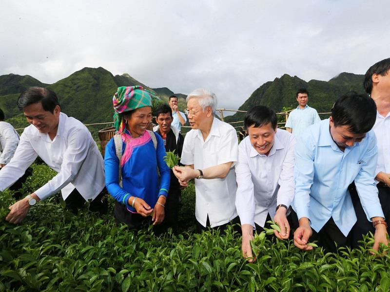 Tổng Bí thư đã khảo sát thực tế mô hình thâm canh sản xuất chè chất lượng cao theo tiêu chuẩn VietGap tại bản Cốc Phát và tham gia hái chè cùng bà con xã Bản Bo