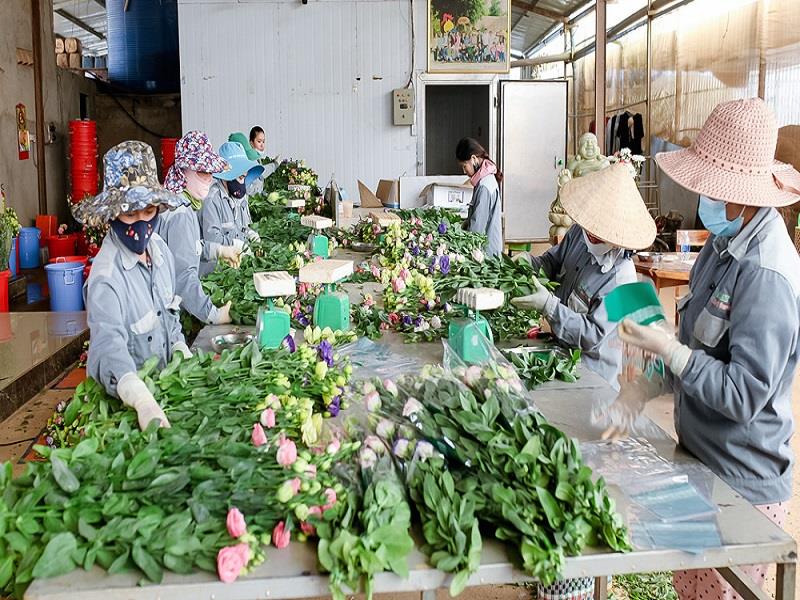 Nhiều người dân địa phương sau khi đào tạo nghề đã được nhận vào làm việc tại Công ty Mai Khôi Farm (xã Lát) với mức thu nhập ổn định