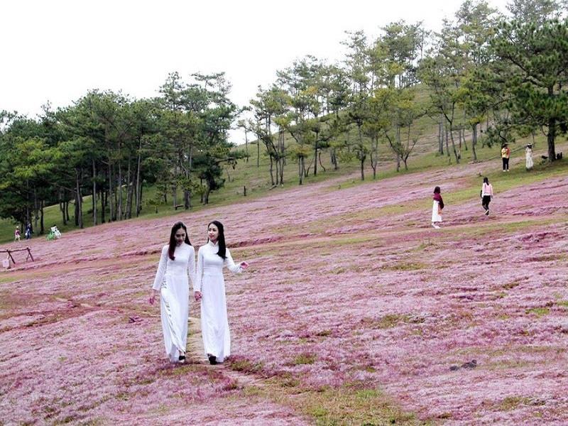 Trên thảo nguyên hồng Đankia-Suối Vàng, huyện Lạc Dương, Lâm Đồng