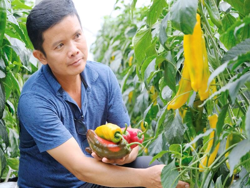 Công ty Mai Khôi Farm đang canh tác các loại ớt Sweet Palermo 4 nhóm màu: đỏ, vàng, cam và sô cô la