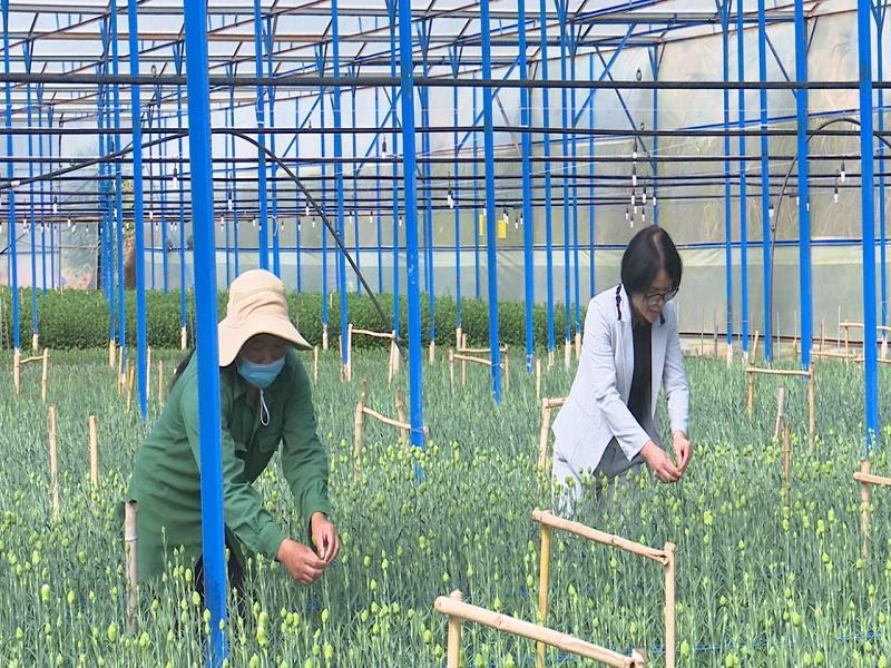 Nông dân trồng hoa trên địa bàn huyện Lạc Dương đang tích cực chăm sóc hoa để kịp bán trong dịp tết