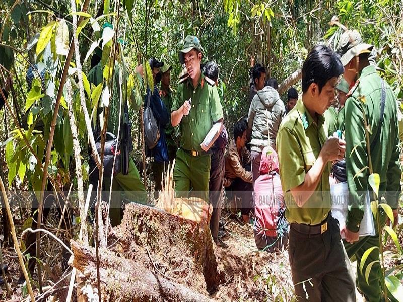 Cơ quan CSĐT và các cơ quan chức năng xác định hiện trường vụ vi phạm quy định về khai thác, bảo vệ rừng và lâm sản