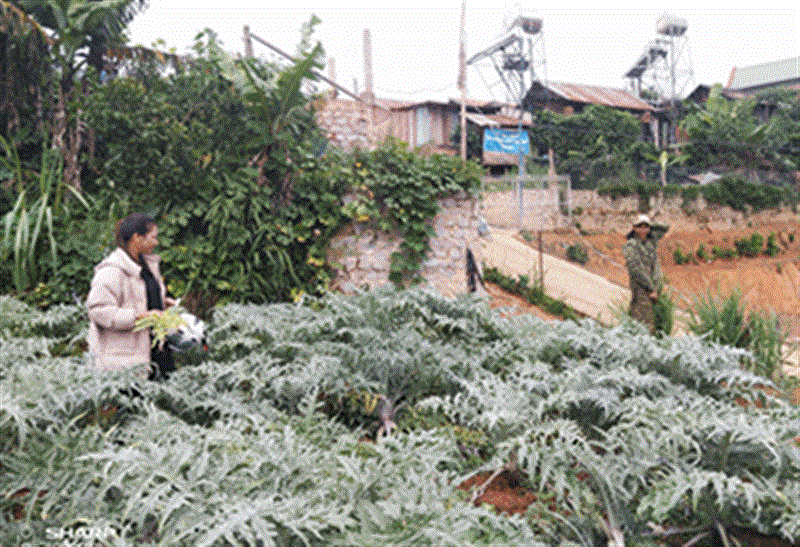 Nông dân xã Đạ Sar trồng atisô theo hợp đồng với Công ty Dược Lâm Đồng. Ảnh: D.Q