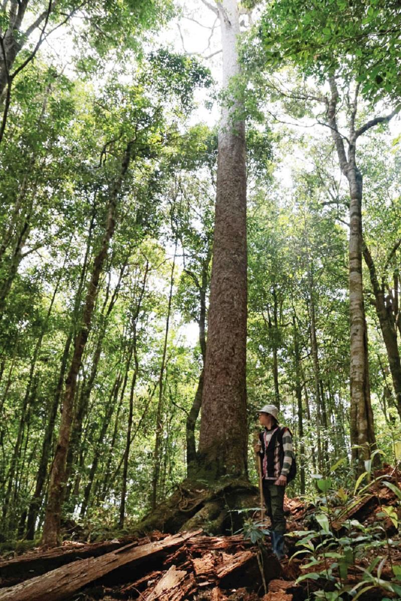 Sau khoảng hơn 1 giờ đồng hồ di chuyển hoàn toàn trong rừng nguyên sinh, đi trên những thảm rêu, lá rụng mượt dày dưới chân và dưới các tầng tán thực vật che mát trên đầu, du khách sẽ tiếp cận quần thể gồm hàng chục cây thông hai lá dẹt thẳng đứng, cao sừng sững, vượt hơn hẳn các quần thể thực vật khác trong khu rừng