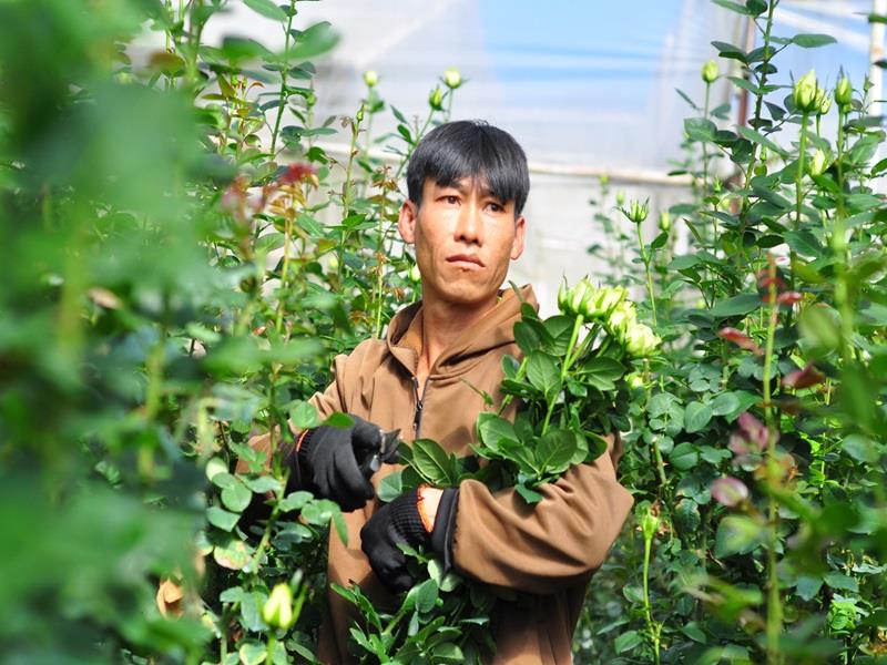 Hiện nay, giá hoa hồng tăng gấp đôi, gấp ba so với ngày thường nên người dân rất phấn khởi.