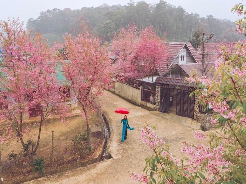 Mùa hoa anh đào tại thôn Đưng K’si xã Đạ Chais hàng năm thường bắt đầu rất sớm, khoảng nửa cuối tháng 12 dương lịch, níu kéo rất nhiều du khách dừng chân chụp ảnh