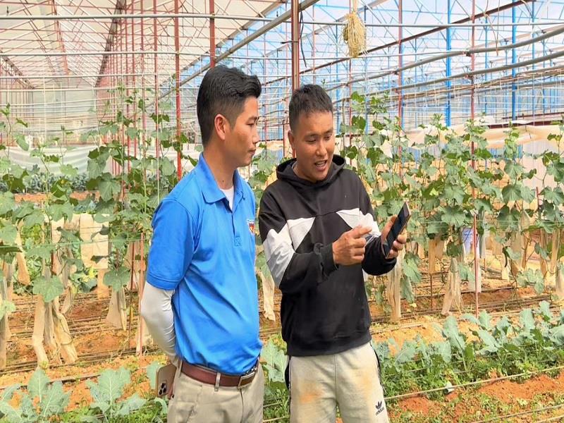 Trang trại Golden peace Organic Farm của thanh niên Nguyễn Văn Thành tại xã Lát, huyện Lạc Dương