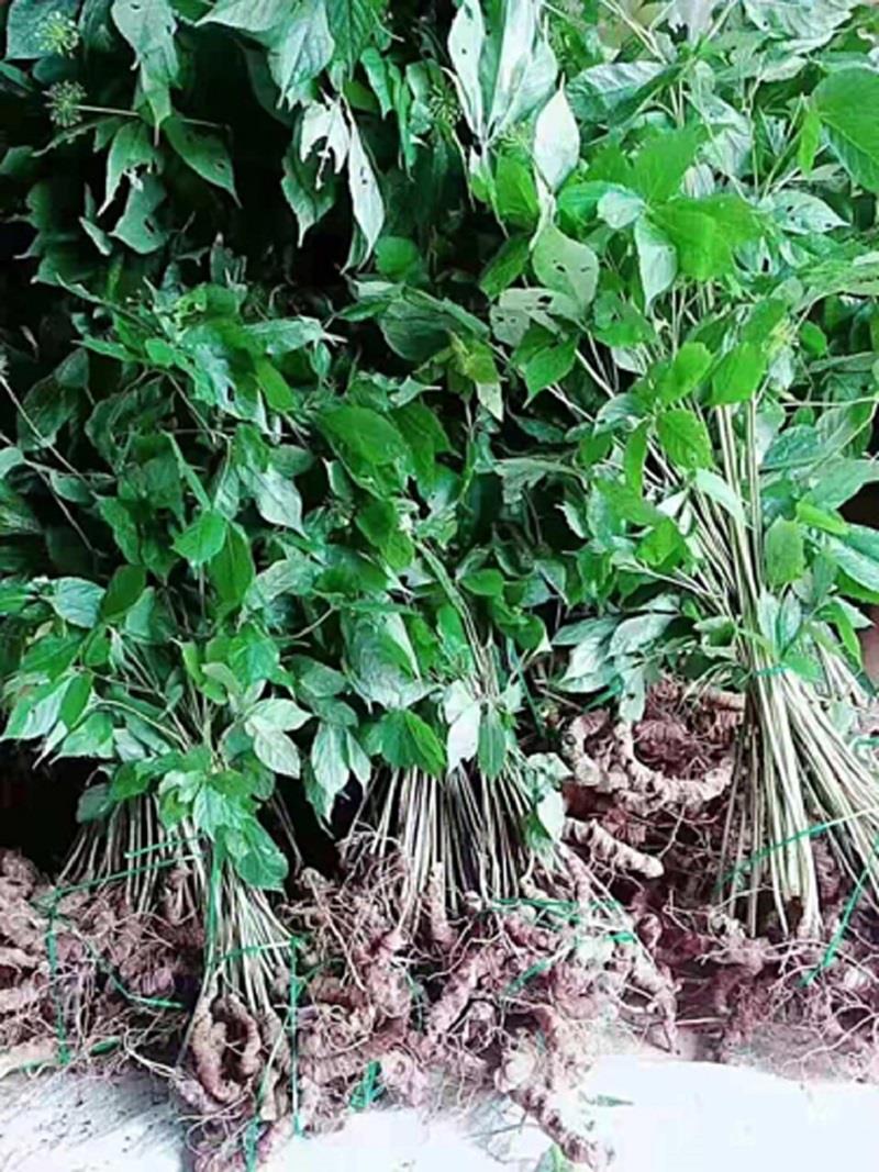 Sâm Lang Biang giống sâm Ngọc Linh, nhưng hàm lượng Saponin thấp hơn sâm Ngọc Linh, từng bị săn lùng khai thác không kiểm soát một thời gian dài