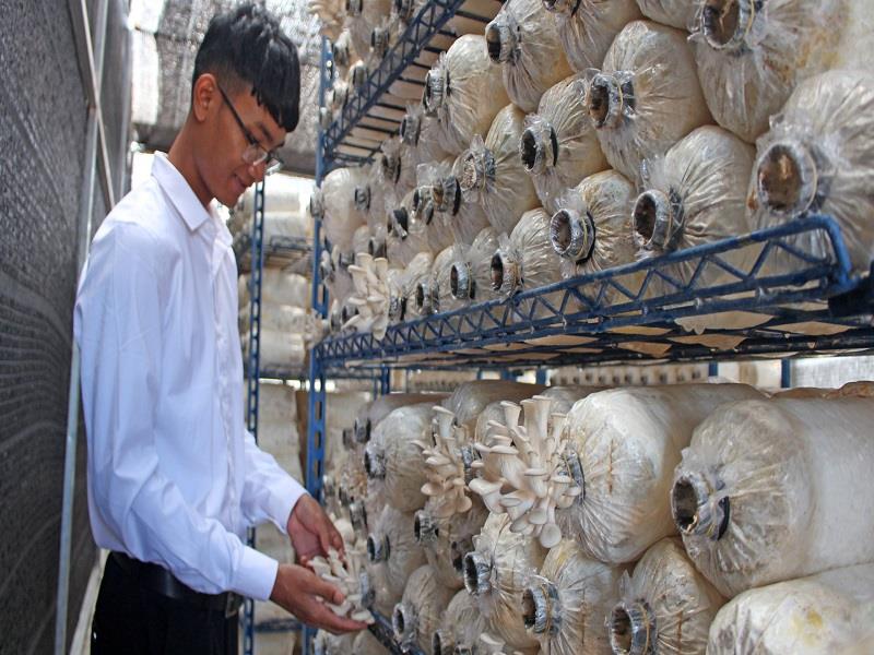 Nghiên cứu quy trình nuôi trồng nấm ăn