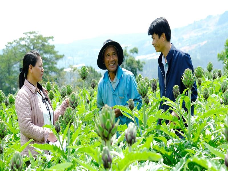 Nhờ tham gia liên kết trồng atiso, đời sống kinh tế gia đình ông Ha Hang trở nên khấm khá