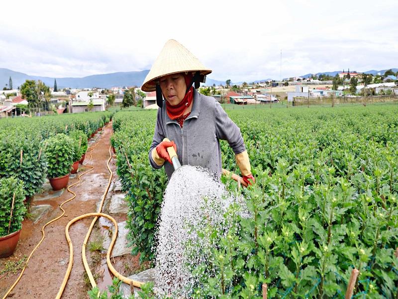 Nông dân cần cẩn trọng kiểm tra, nắm rõ thông tin thương lái trước khi giao dịch để giảm bớt rủi ro
