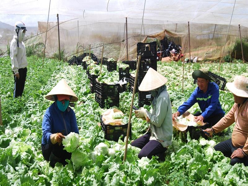 Giai đoạn 2021 - 2025, giá trị sản xuất bình quân trong tỉnh đạt 372 triệu đồng/ha/năm, tăng gấp 1,9 lần so với năm 2020