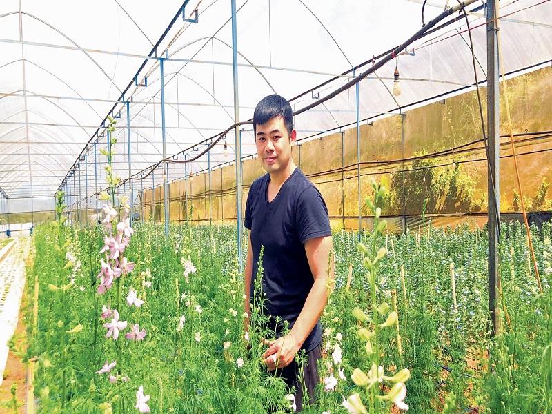 Phi yến- Delphinium, loài hoa nhập nội trồng thành công của Thanh Tước Farm