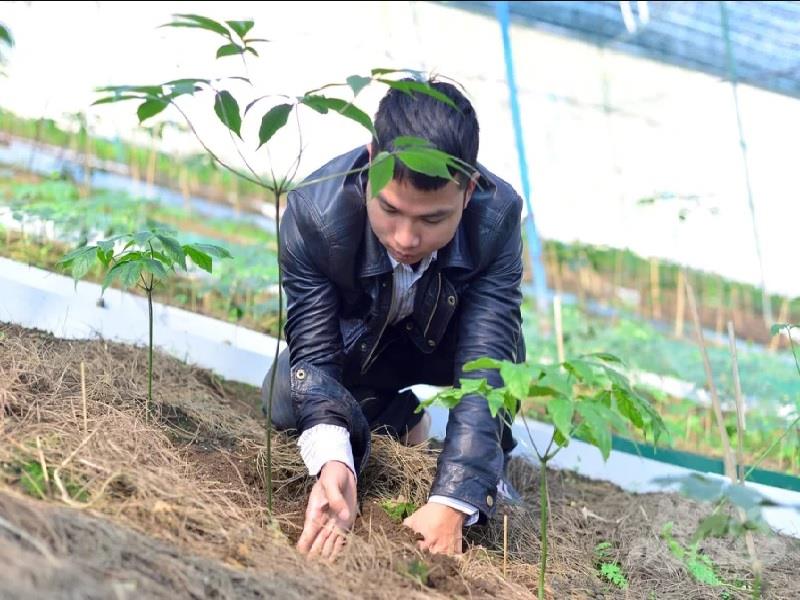 Trong những năm vừa qua, nhiều gia đình đã bắt đầu trồng sâm ngọc linh để tạo ra nguồn thu nhập ổn định