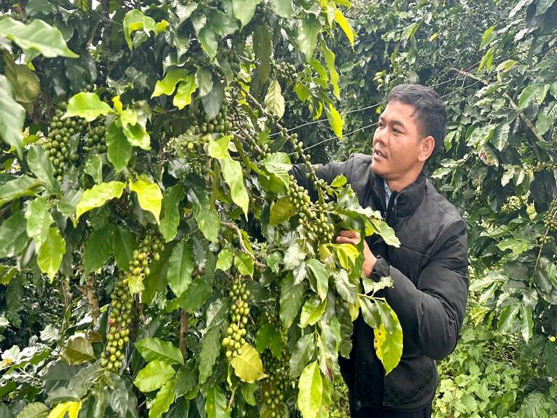 Đảng viên Kon Sơ Ha Phuynh - Chi bộ thôn Đa Ra Hoa (xã Đạ Nhim, huyện Lạc Dương) không chỉ tích cực tham gia công tác xây dựng Đảng mà còn là nông dân sản xuất giỏi