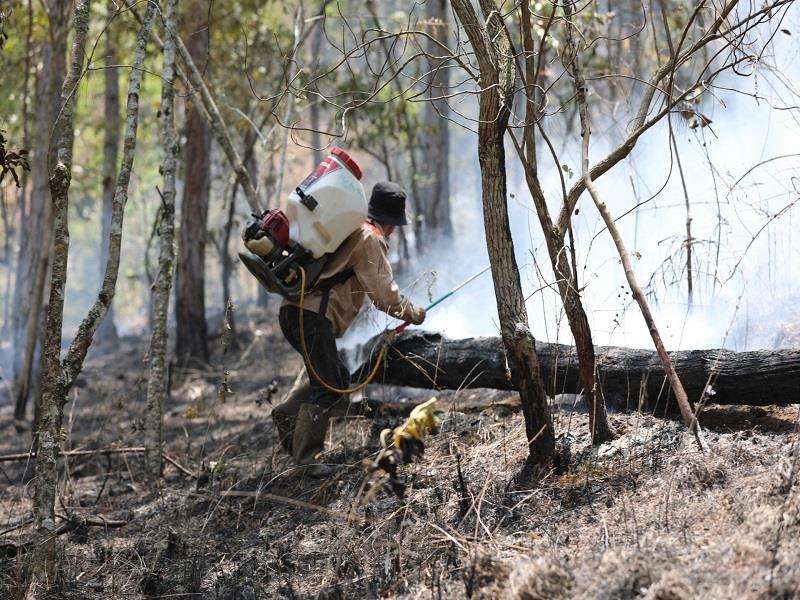 Một nhân viên chữa cháy rừng nỗ lực dập lửa trong vụ cháy rừng xảy ra tại khu vực rừng thông ở đèo Prenn năm 2023