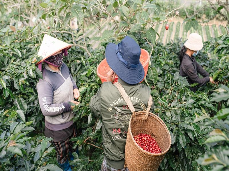Sản xuất cà phê bền vững gắn với bảo vệ rừng ở Lạc Dương