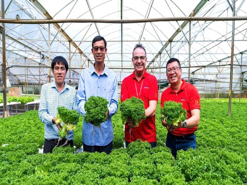 Đến năm 2030, toàn huyện Lạc Dương mở rộng 3.500 ha vùng trồng rau ứng dụng công nghệ cao