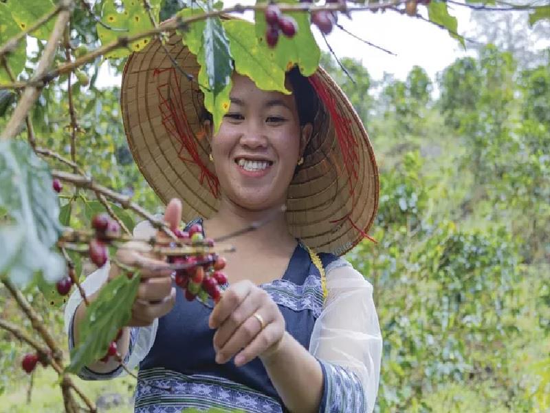 Cây cà-phê tại vùng dự án“Cà-phê Nông lâm kết hợp và nâng cao chất lượng rừng cho REDD+” ở huyện Lạc Dương, tỉnh Lâm Đồng. (Ảnh: SNV)