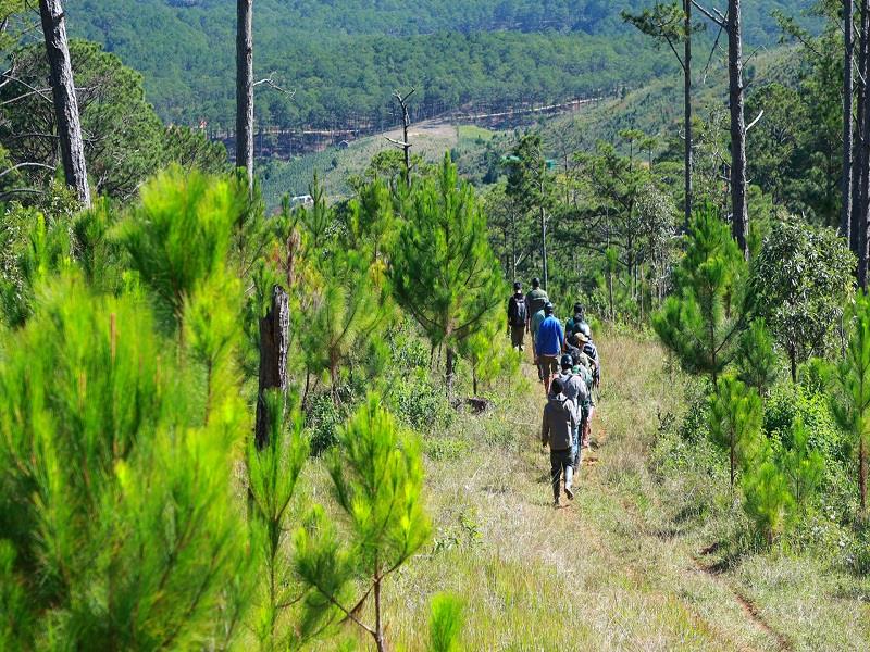 Lạc Dương có độ cao từ 1.000-1.800 m (cao nguyên Lang Biang, Đà Lạt, Lạc Dương): Kiểu rừng thưa cây lá kim, ẩm, vành đai á nhiệt đới thích hợp trồng cây thông 3 lá