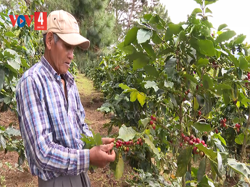 Người dân tộc K’ho ở xã Lát, huyện Lạc Dương sản xuất cà phê theo hướng hữu cơ