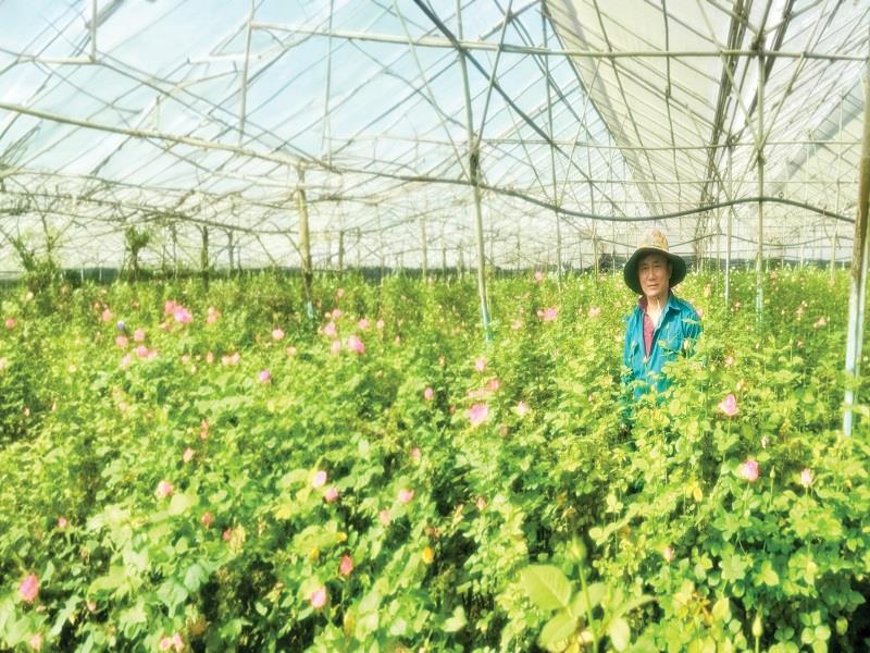 Nhiều hội viên CCB tỉnh Lâm Đồng mạnh dạn chuyển đổi cơ cấu cây trồng có giá trị kinh tế cao