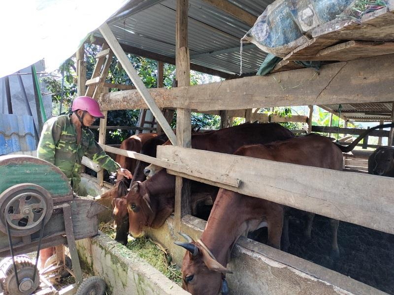 Hộ ông Liêng Hót Ha Plu tại thôn Đạ Nghịt 1, xã Lát bổ sung thức ăn cho đàn bò vàng trong chuồng trại chăn nuôi của gia đình