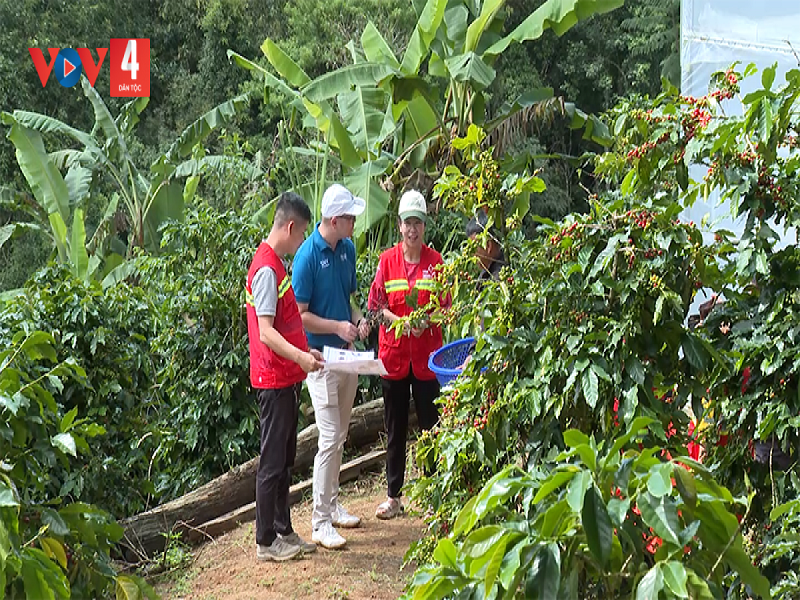 Ngành nông nghiệp địa phương, các đơn vị liên kết sản xuất chuyển giao quy trình canh tác cà phê cho người dân