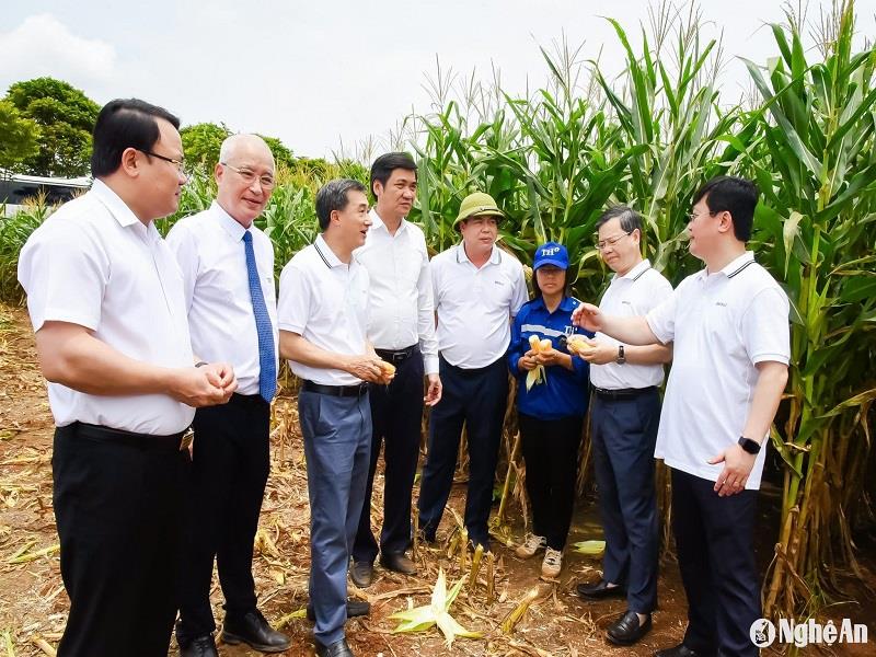 Các đồng chí tham dự Lớp Bồi dưỡng, cập nhật kiến thức, kỹ năng đối với cán bộ quy hoạch Ủy viên Ban Chấp hành Trung ương Đảng khóa XIV tham quan, khảo sát thực tế cánh đồng ứng dụng công nghệ cao tại Nghệ An_Ảnh: baonghean.vn