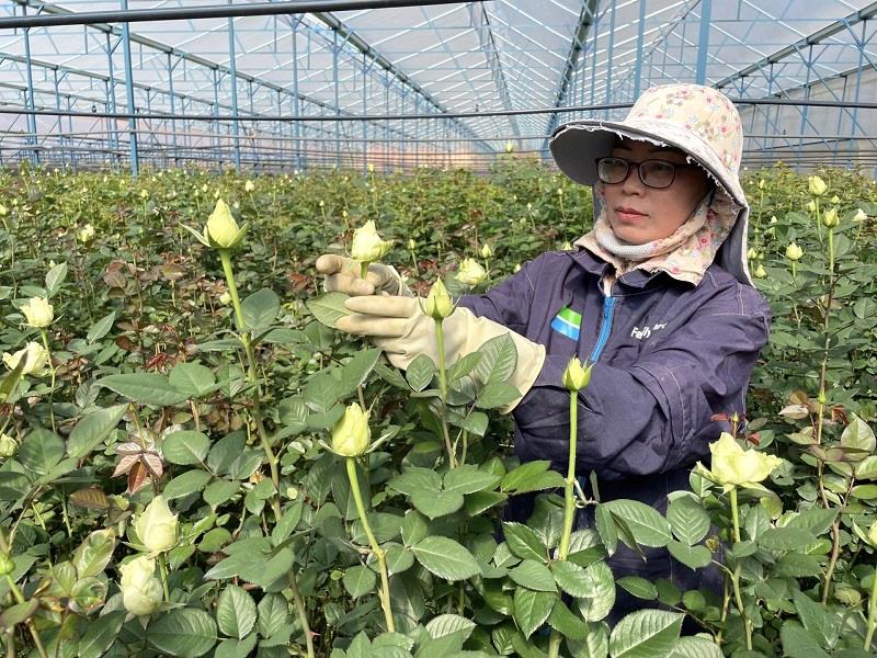 Các vườn hoa hồng tại thủ phủ hoa hồng dưới chân núi Lang Biang sẵn sàng cho dịp Valentine