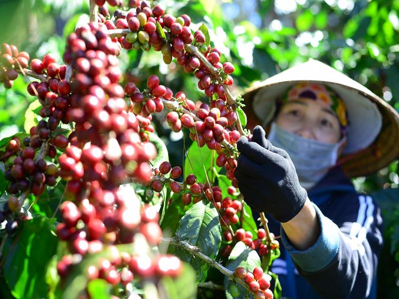 Phát triển cây công nghiệp là thế mạnh của Lâm Đồng