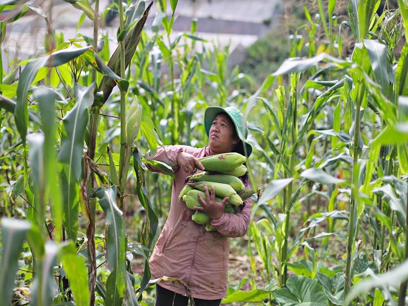 Hiện nay, gia đình bà K'Them vẫn đang ở và canh tác nông nghiệp tại 2 lô đất đã sang nhượng bằng giấy viết tay cho bà Hồng