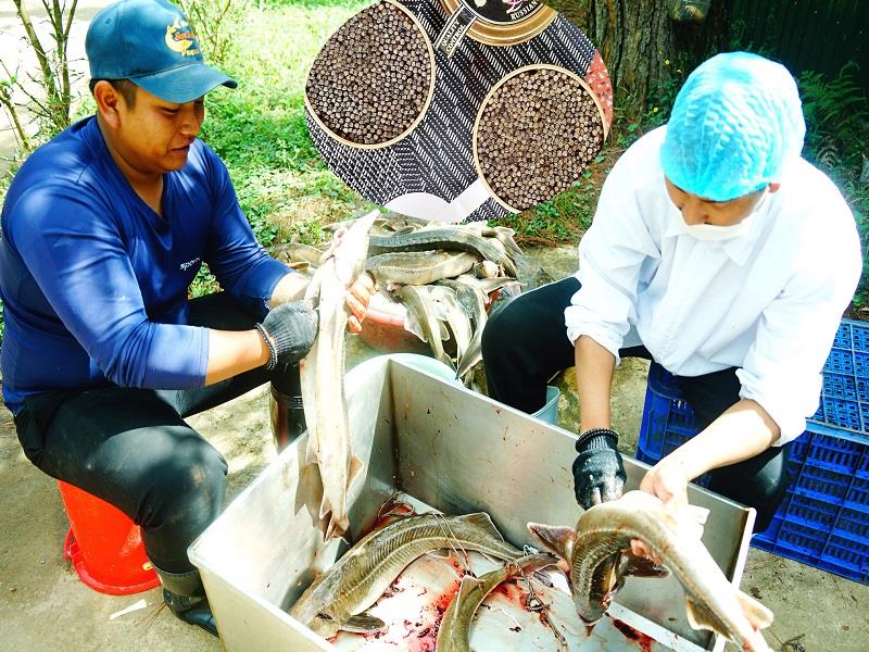K’Quang (trái) cùng đồng nghiệp làm sạch cá tầm sau khi đã lấy trứng (ảnh nhỏ là thành phẩm trứng muối đã đóng hộp)