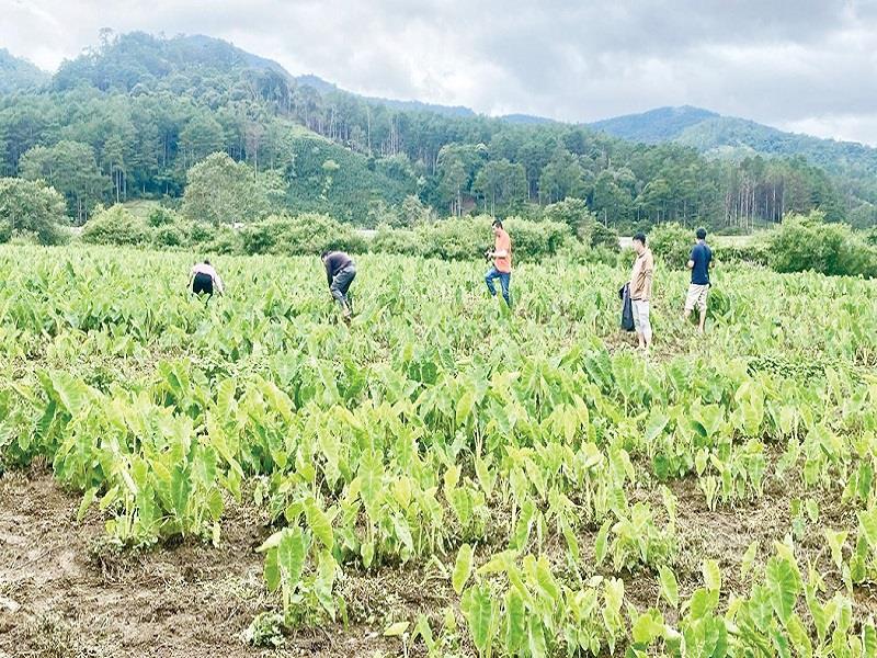 Ngoài cây trồng chủ lực là cà phê, người dân Đạ Chais đã chuyển đổi sang các loại cây mang giá trị cao hơn