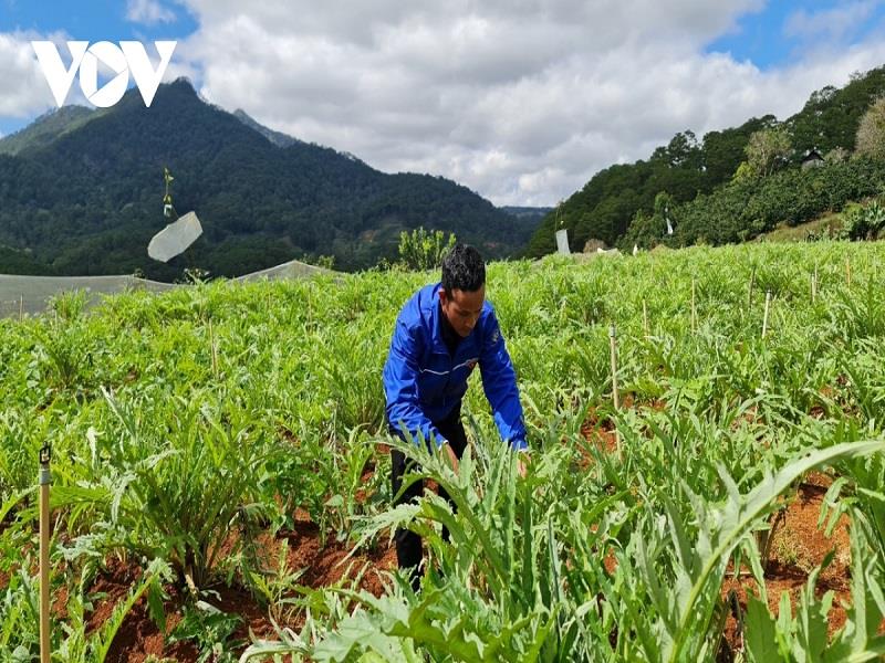 Đảng viên trẻ người dân tộc thiểu số năng động trên mọi lĩnh vực, nhất là đi đầu trong chuyển đổi cơ cấu cây trồng