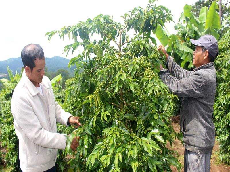 Việc áp dụng quy trình kỹ thuật tiên tiến trồng, chăm sóc cà phê đã cho bà con những vườn cây trĩu hạt