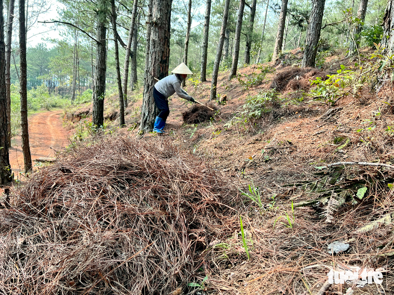 Bà Sáu cào lá thông khô bên sườn dốc ở Thị trấn Lạc Dương, tỉnh Lâm Đồng - Ảnh: YẾN TRINH