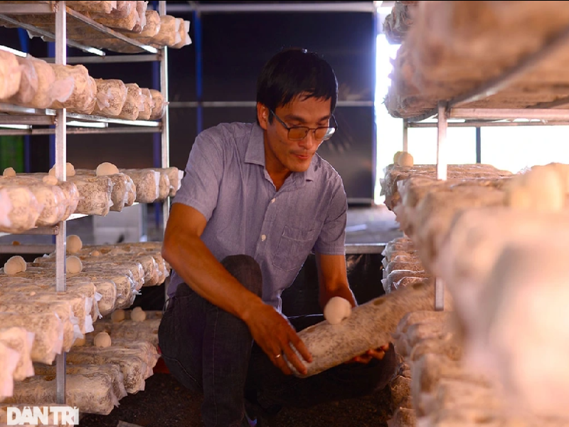 Anh Thuận mở rộng khu sản xuất nấm hầu thủ và nấm hương lên tổng diện tích 6.000m2 (Ảnh: Minh Hậu).