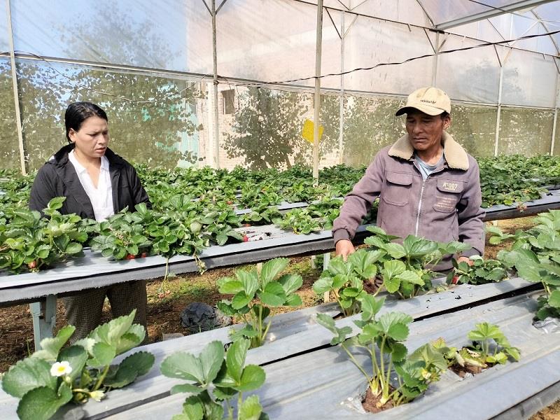Ông Lơ Mu Ha Hang, học hỏi thử nghiệm Mô hình trồng dâu tây giá thể trên diện tích 500m2